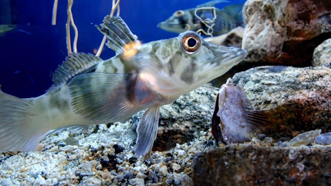 Isfisk vars stora mängd blod hjälper till att hålla den varm i iskallt vatten