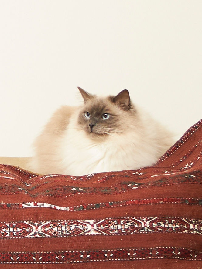 Välmående katt som sitter på soffan och njuter av god luftkvalitet